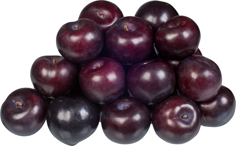 Ringloty modré 40+ čerstvé 1 kg