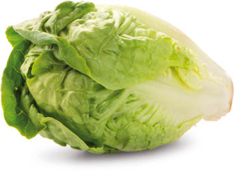 Šalát Little Gem zelený I. čerstvý 2 ks