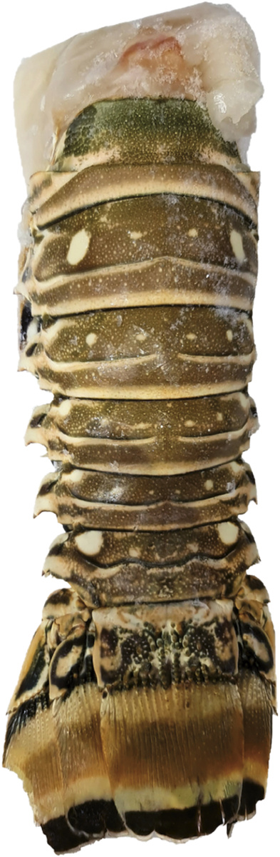 Langusta karibská chvost mraz. váž. cca 250 g