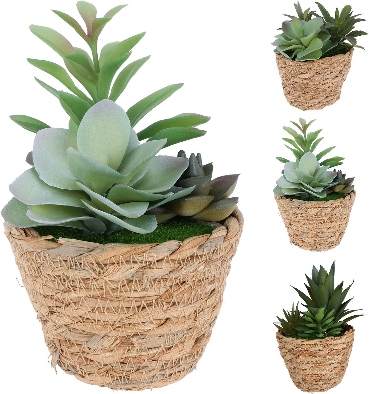 Koopman Sukulent v kvetináči 16 cm 1 ks