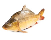 Kapor rybničný pitvaný chlad. váž. cca 1-2 kg