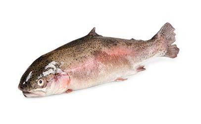 Pstruh dúhový lososovitý pitvaný chlad. váž. cca 1 - 1,5 kg