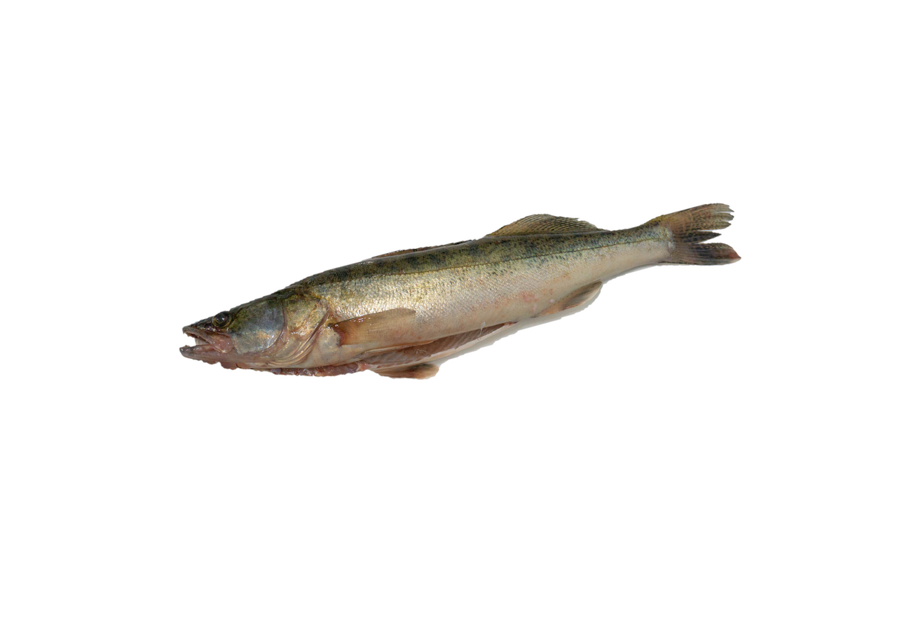 Zubáč veľkoústy pitvaný chlad. váž. cca 1 - 2 kg