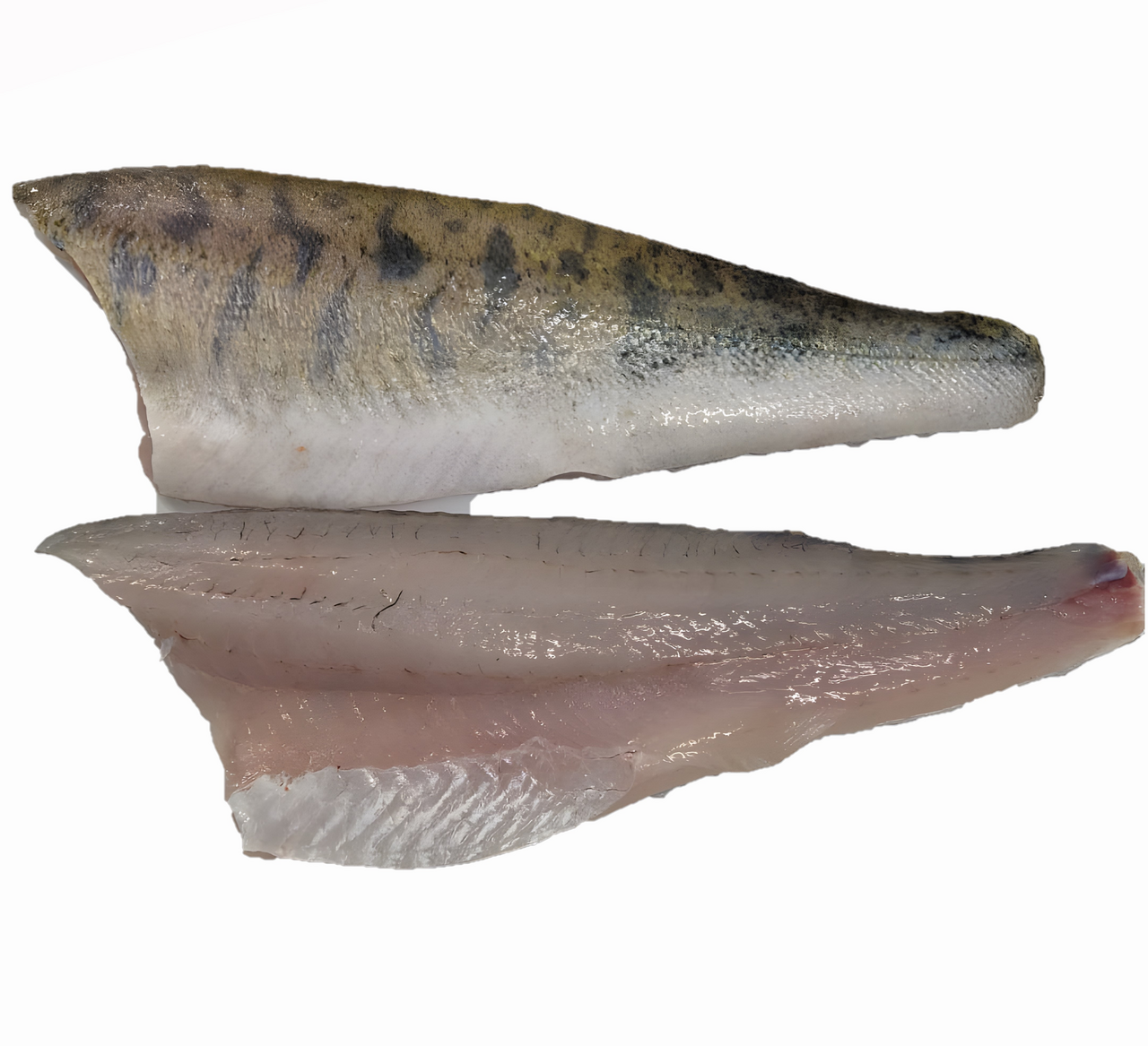 Zubáč veľkoústy filet s kožou chlad. váž. cca 300 - 500 g