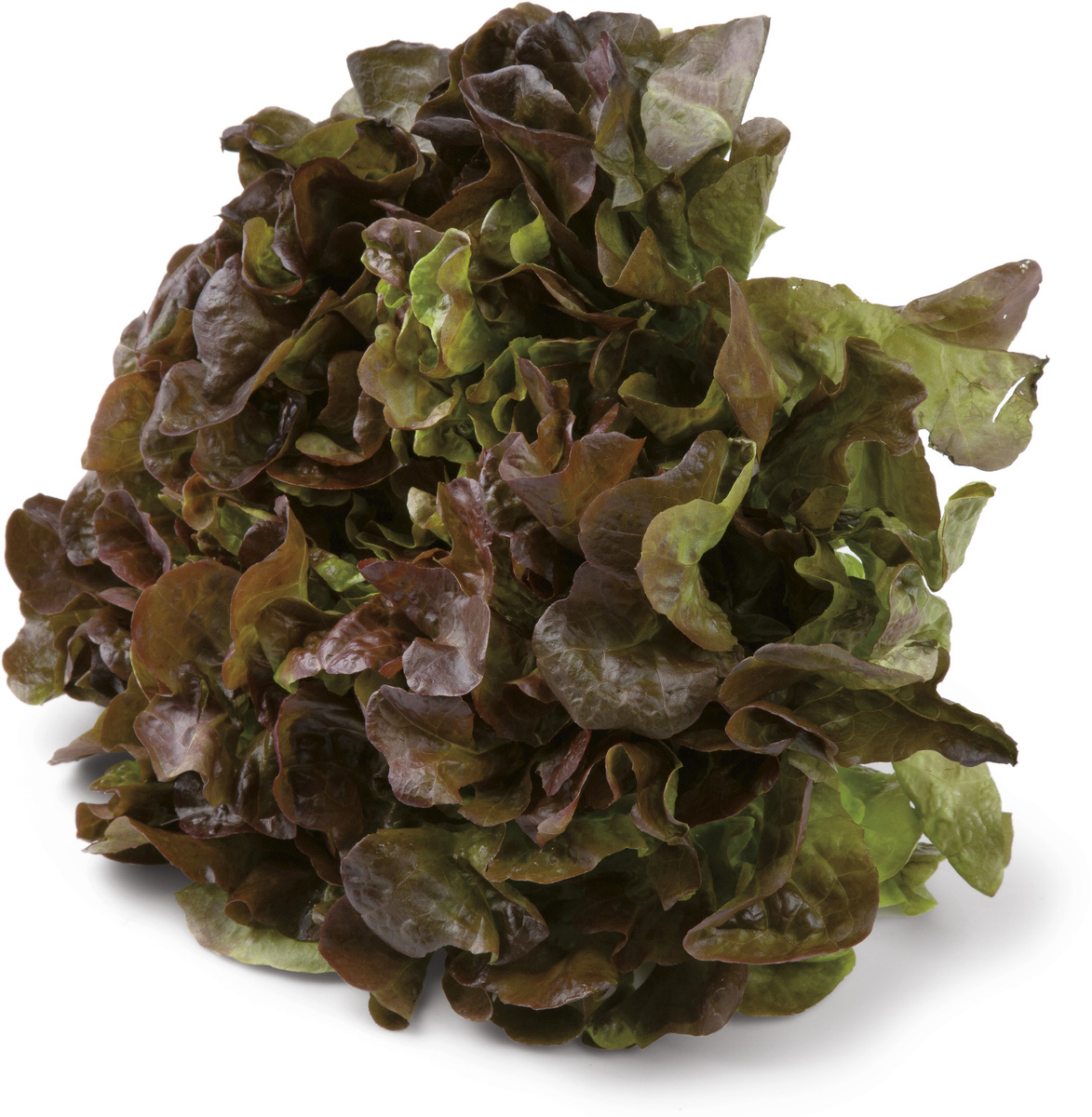 Šalát dubový červený 200g+ čerstvý 1 ks