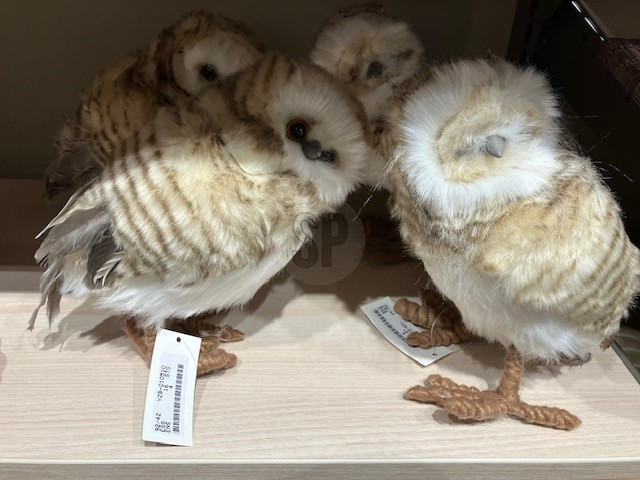 Koopman Dekorácia sova 23 cm 1 ks