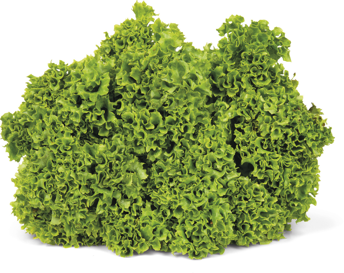 Šalát Lollo Biondo 220 g+ čerstvý 1 ks