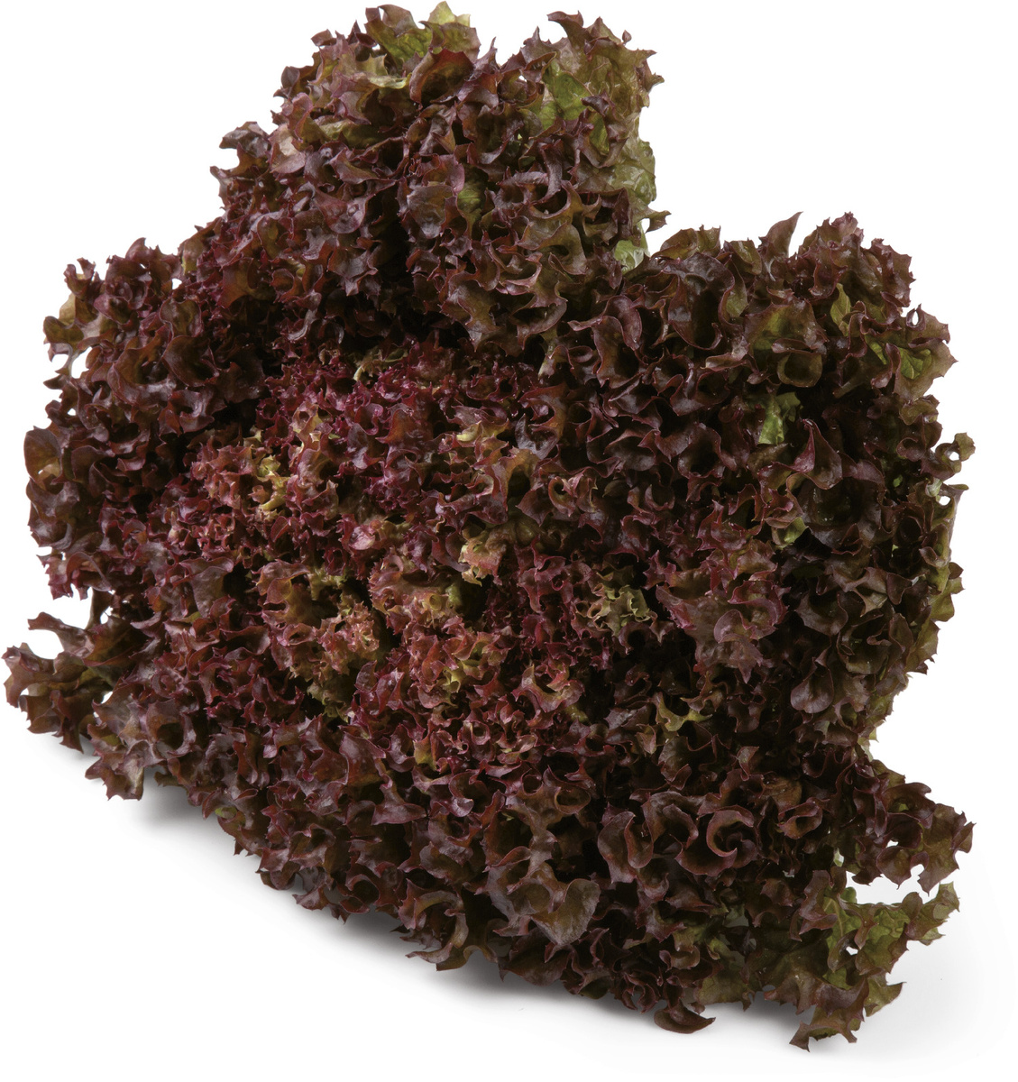 Šalát Lollo Rosso 220 g+ čerstvý 1 ks