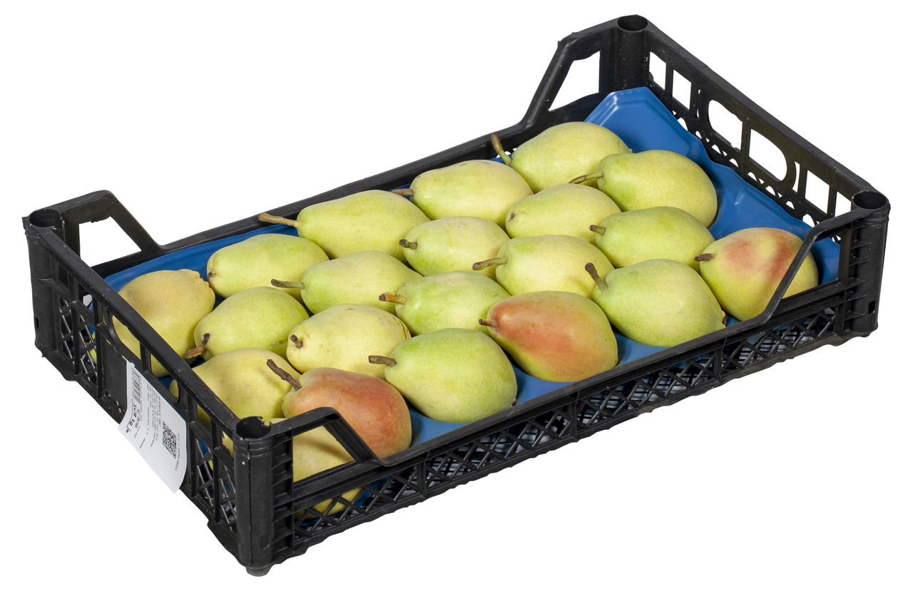 Armut Santa Marıa Tek Sıra 3-4 Kg Lık Kutuda Kg