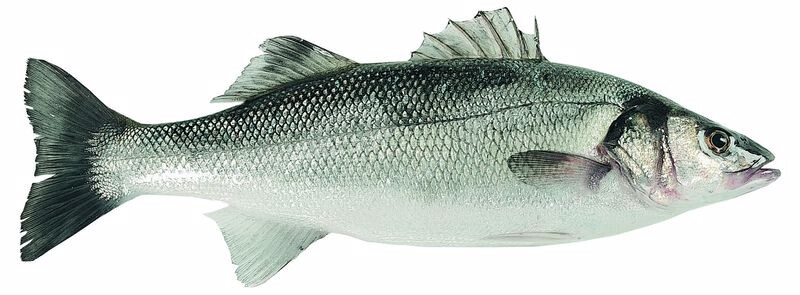 Levrek (400-600G) Kg