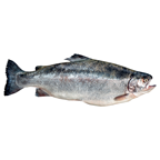 Türk Somonu Bütün Kg