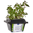 METRO Chef Saksı Baharat Nane