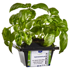 METRO Chef Saksı Baharat Fesleğen