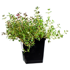 METRO Chef Saksı Baharat Kekik