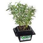 METRO Chef Saksı Baharat Rozmarin (Biberiye)