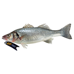 METRO Premium Levrek (400-600 G) Kg