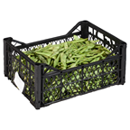 Fasülye Çalı 4-5 Kg Lık Kutuda Kg