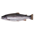 METRO Premium Türk Somon Bütün Kg